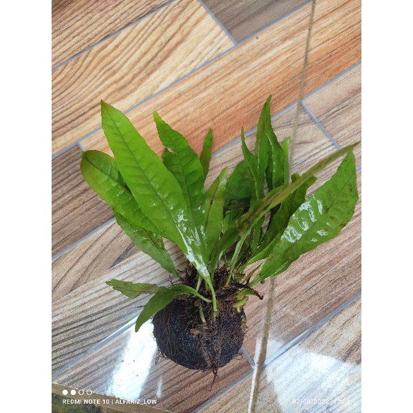 tanaman aquascape kadaka java fern media wabikusa