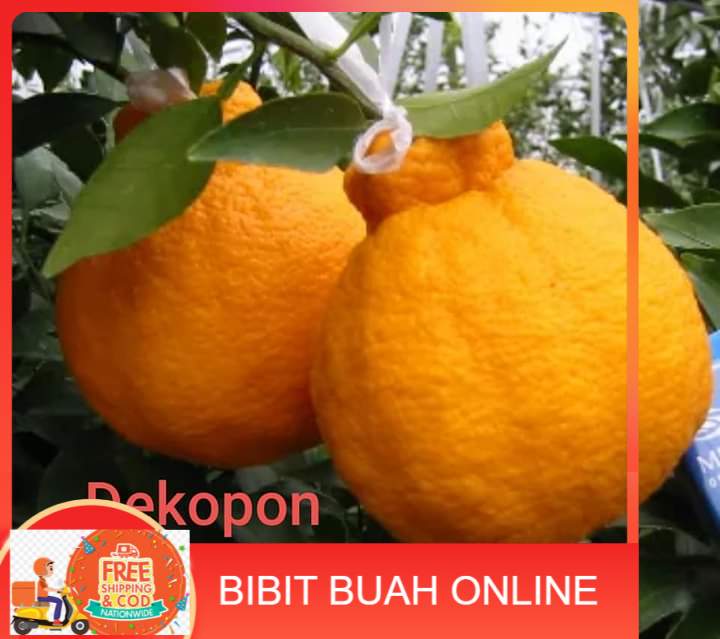 BIBIT BUAH JERUK DEKOPON