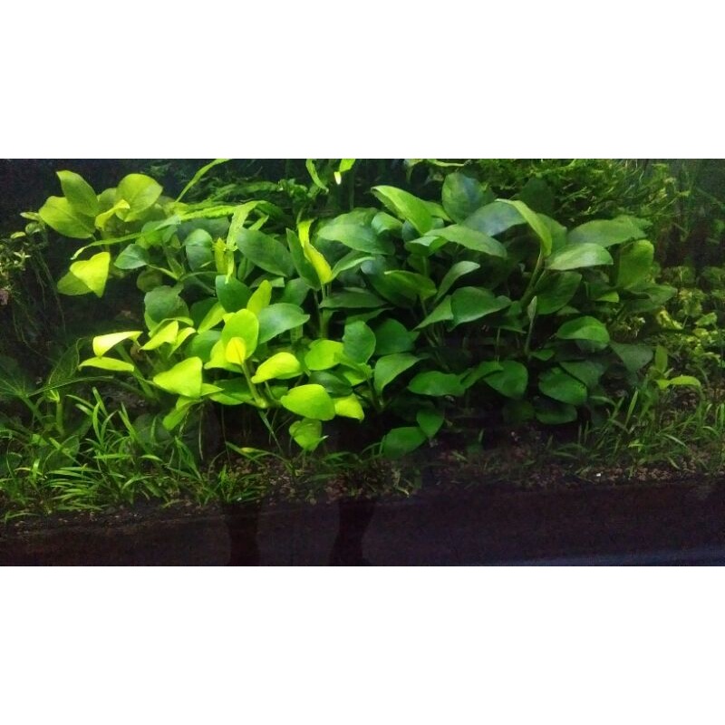 anubias nana