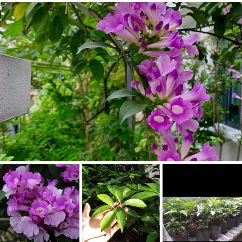 tanaman bunga garlic vine