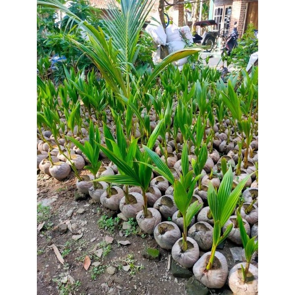 Bibit kelapa genjah entok asli kebumen