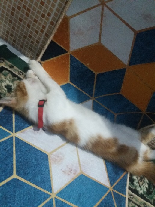 Keset Anti Slip Setengah Lingkaran