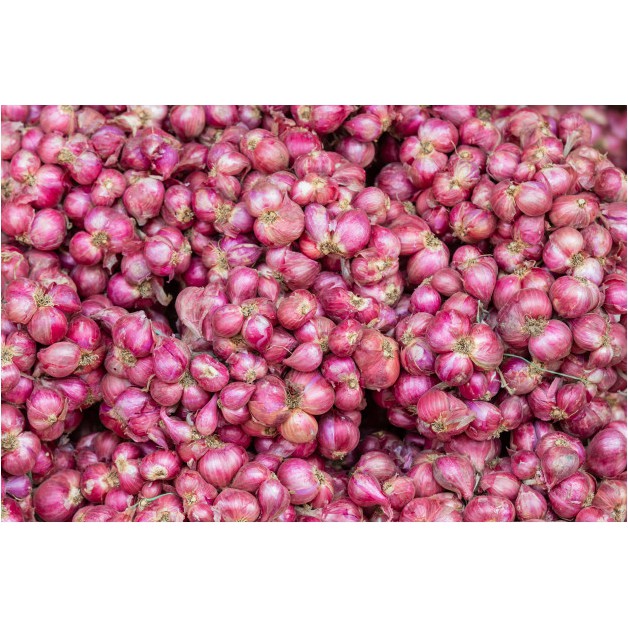 

BAWANG MERAH UTUH FRESH - PREMIUM SHALLOT RED ONION BUMBU MASAKAN BUMBU DAPUR 100GRAM