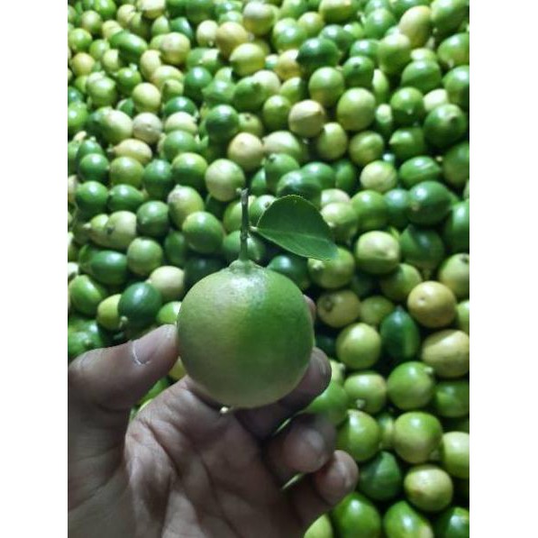 

Terlaris 0CC7I Jeruk Lemon Lokal grade A 1kg P52 Model Baru