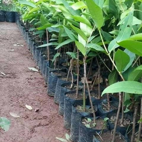 BIBIT JAMBU CITRA MADU