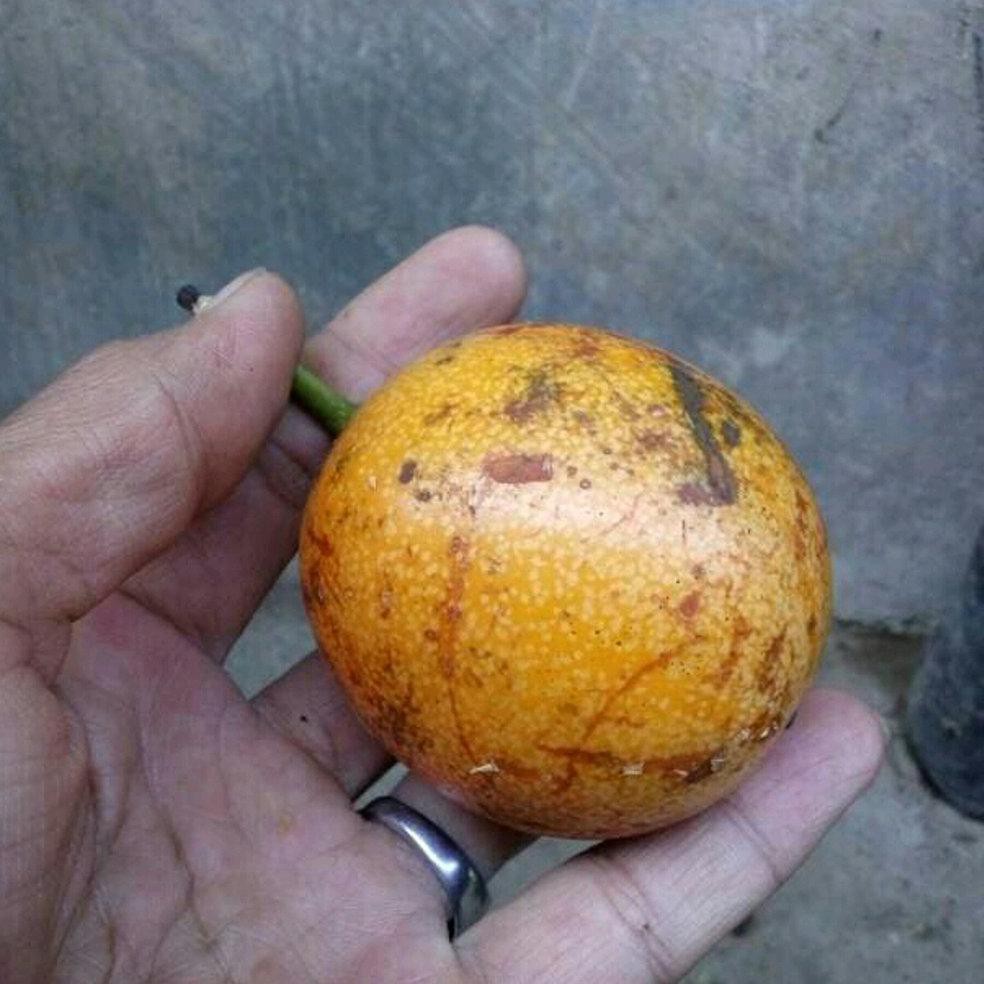 Bibit Tanaman Buah Markisa Manis Ro*