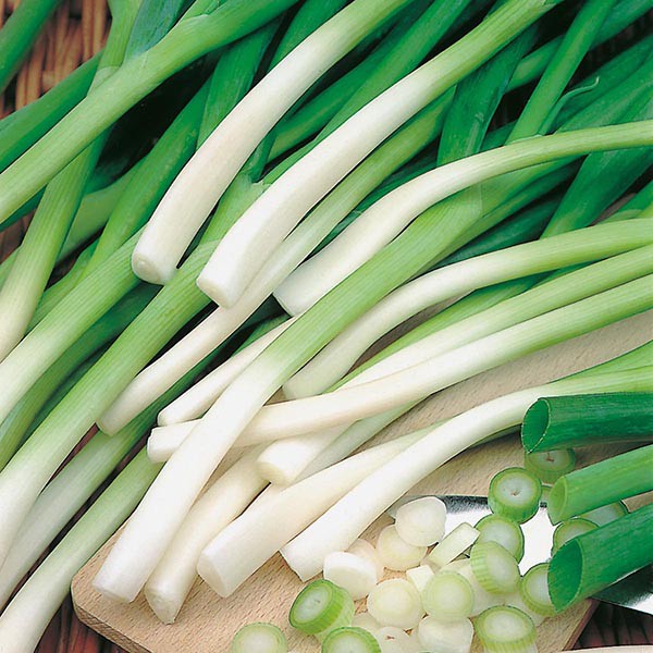 Benih Bibit Biji - Scallion Onion (Spring) Ishikura Daun Bawang Herb Seeds - IMPORT