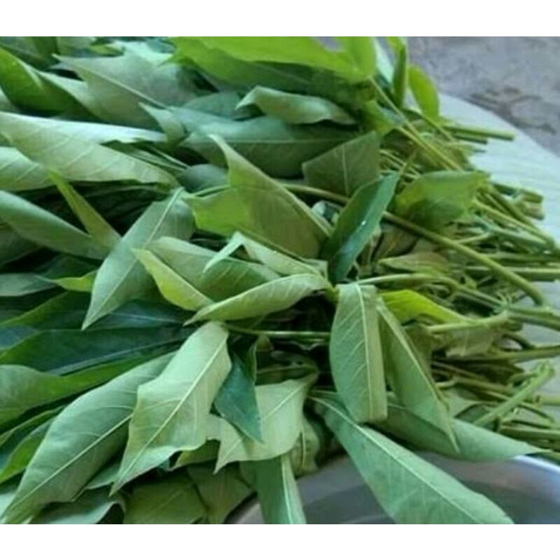 

Daun singkong fresh 1 ikat