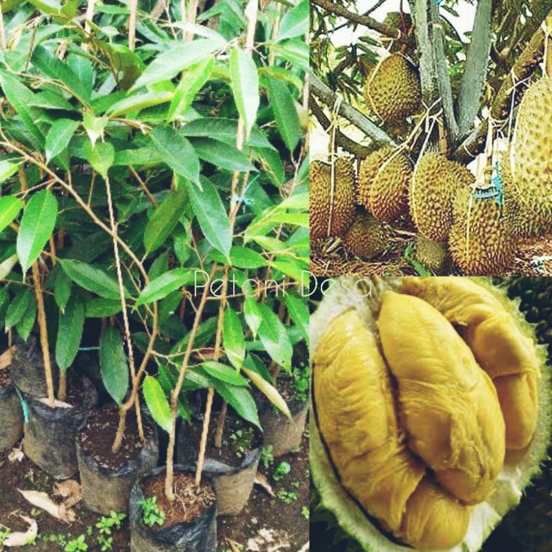 Bibit Tanaman Buah Durian Montong Tinggi 60 cm