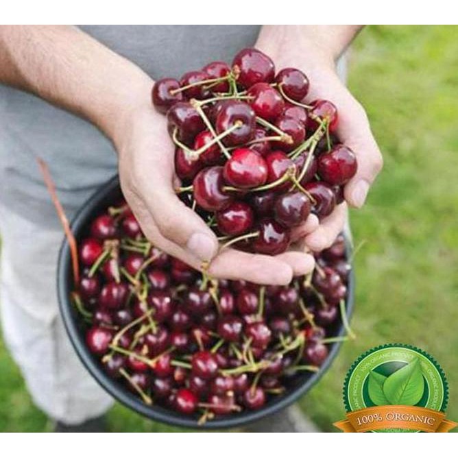 ASLI BIBIT CHERRY JEPANG / BIBIT BUAH / TANAMAN A+ ZER0