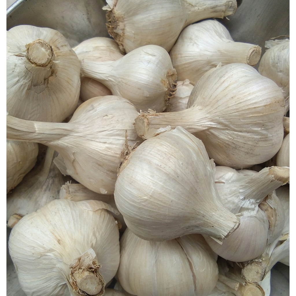 

Garlic Bawang Putih KATING utuh segar dan murah