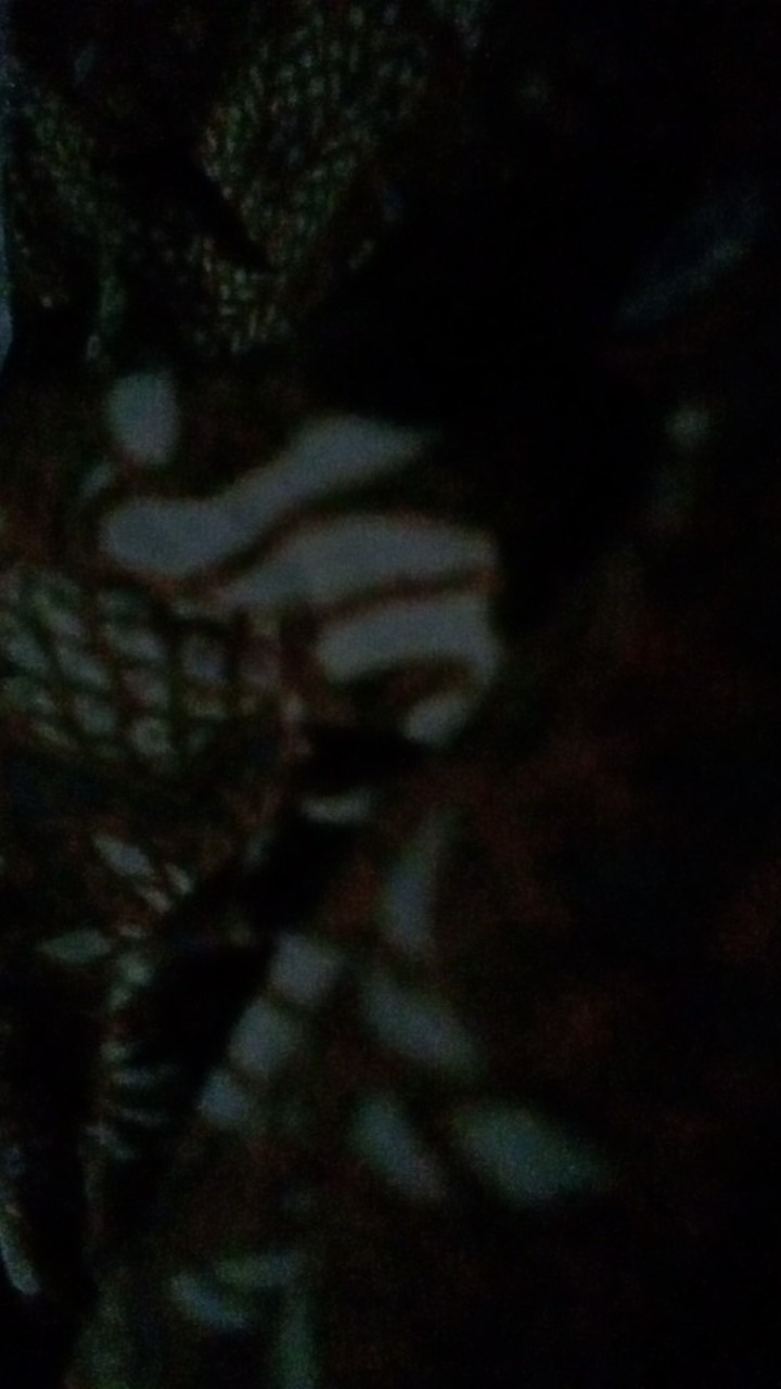 Aksa Carlen Hem Pendek