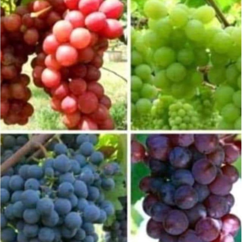 BIBIT ANGGUR ALFONSO