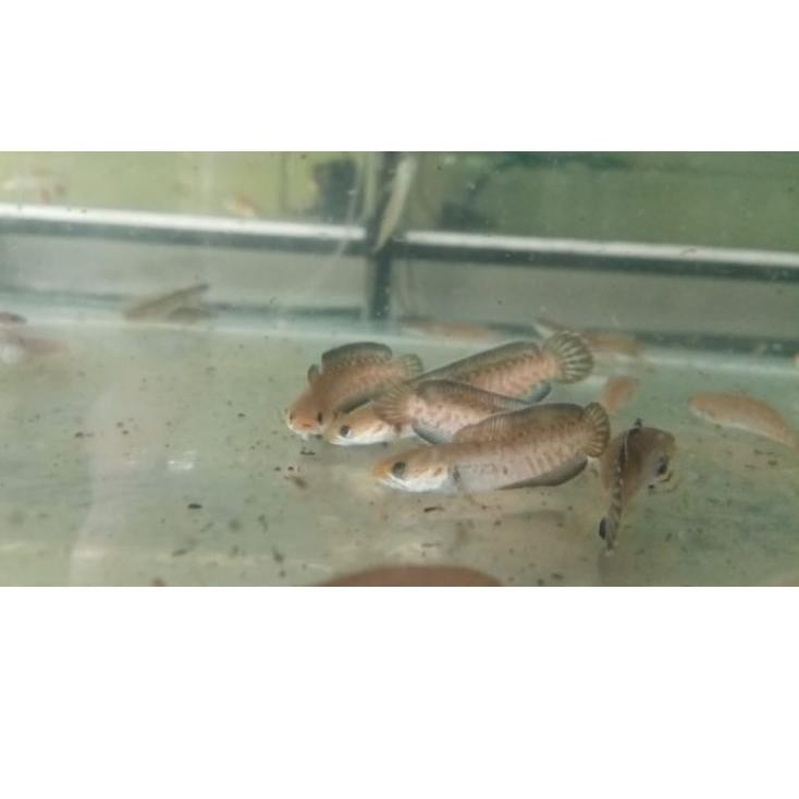 [KODE BARU 79] Ikan Channa Andrao 5 6 cm Baby Chana Andrao TERLARIS..