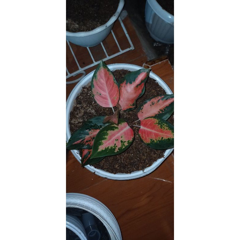 tanaman hias aglonema pink kochin hybrid