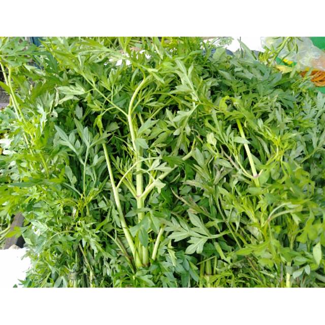 

Daun Kenikir Lalapan