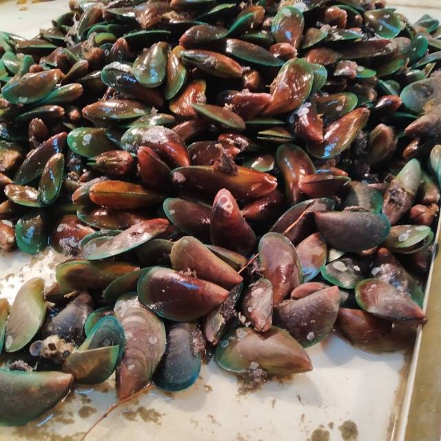 

Kerang hijau / hasil laut segar murah bandung