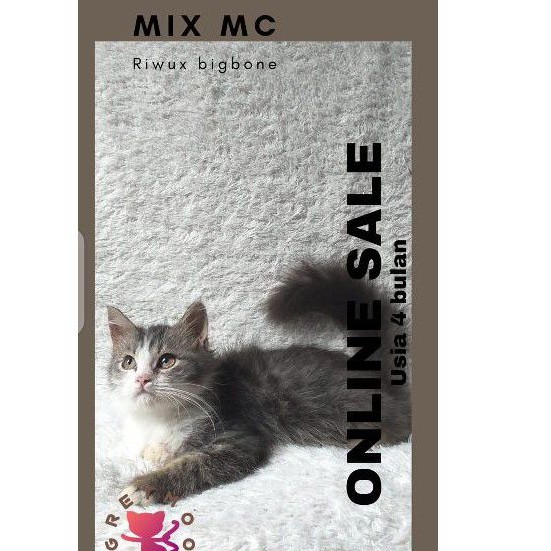 kucing mix Maine Coon bicolours