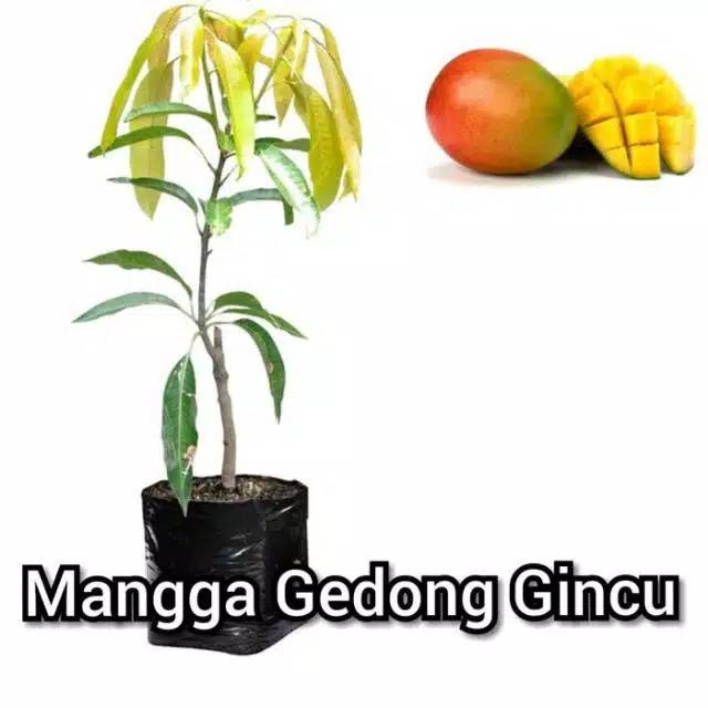 Bibit mangga dong gincu