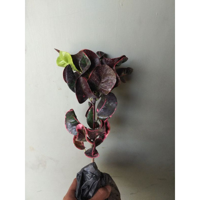 tanaman daun puring apel washington