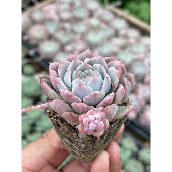 Sukulen Echeveria Prolifica Ala Korea