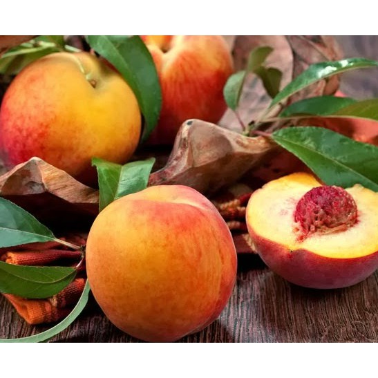 Bibit Persik/ Bibit Peach Super