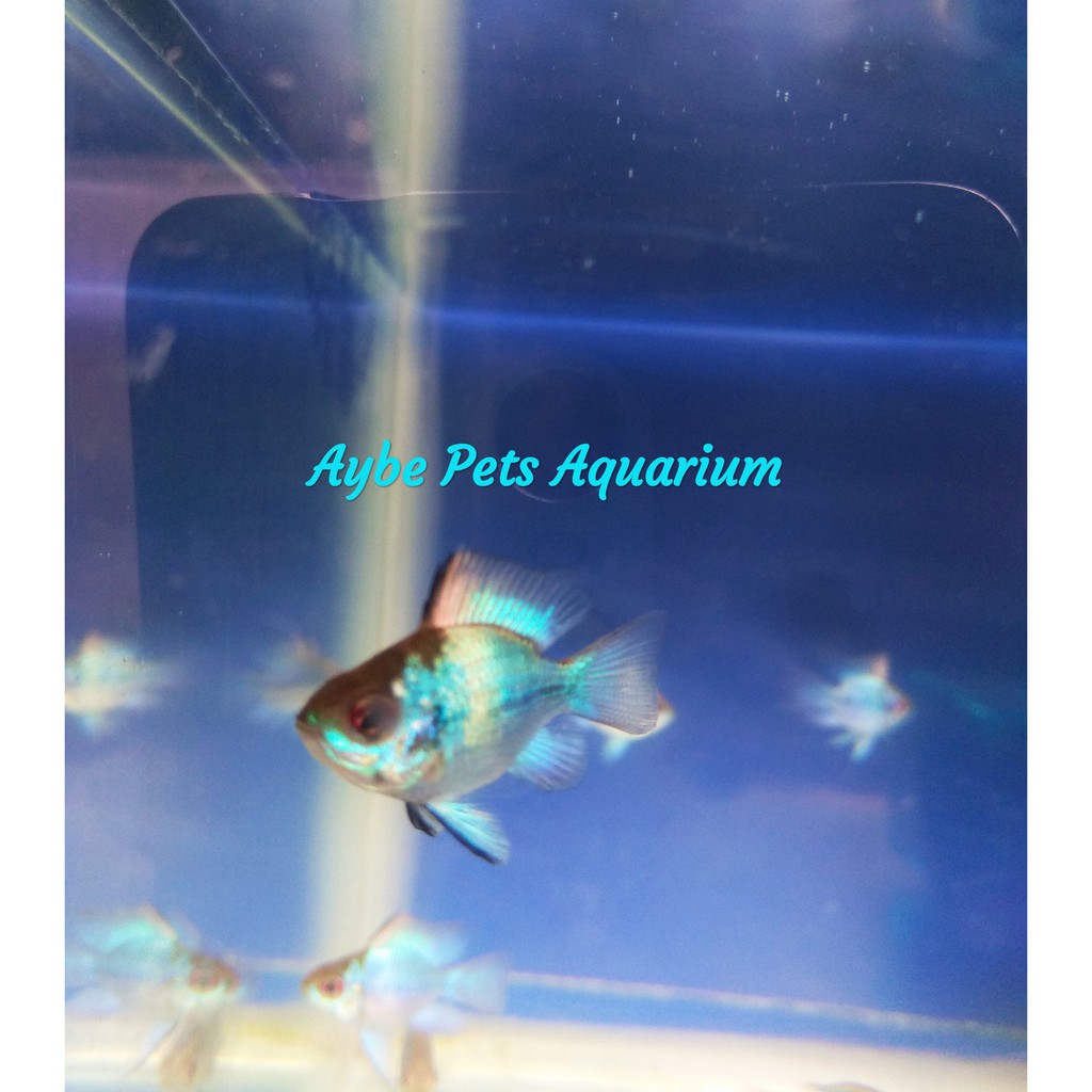 Ikan Ramirezi Blue Electric