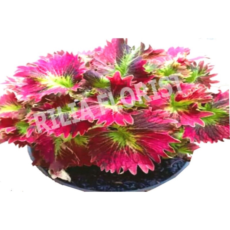 tumbuhanmiyana/miana/miyana/miyana keong