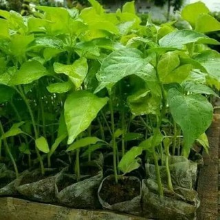 bibit tanaman cabai rawit setan super pedas siap berbuah bibit tanaman cabai rawit setan super pedas siap berbuah