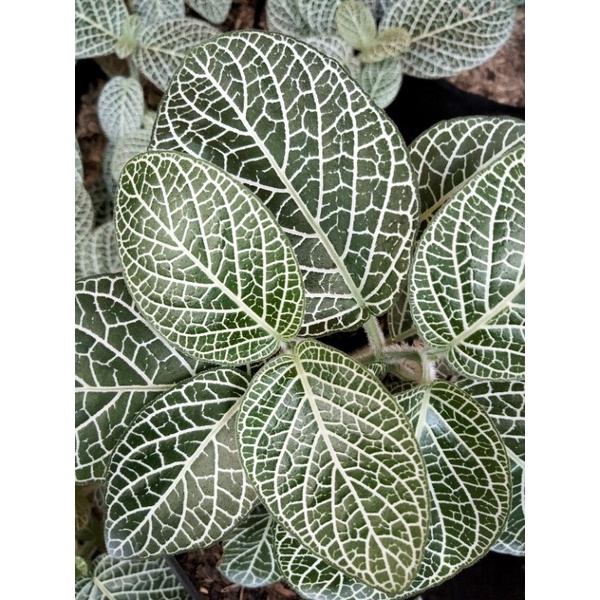 tanaman pitonia green white