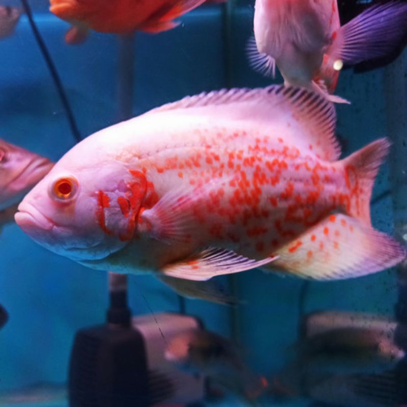 ikan Oscar Tiger albino ukuran 7 cm import thailand termurah dan terlaris