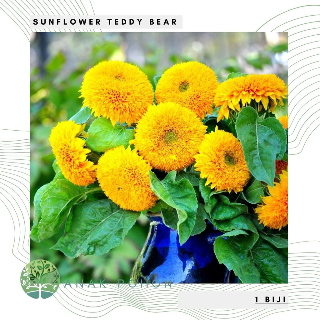 Benih Bibit Biji - Bunga Sunflower Teddy Bear Bunga Matahari Kelopak Gembul Flower Seeds - IMPORT