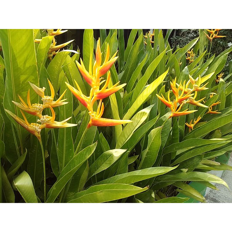 Jual Tanaman Hias Pisang Golden Pisang Pisangan Heliconia Shopee