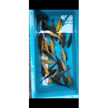 Ikan koi karasi midori