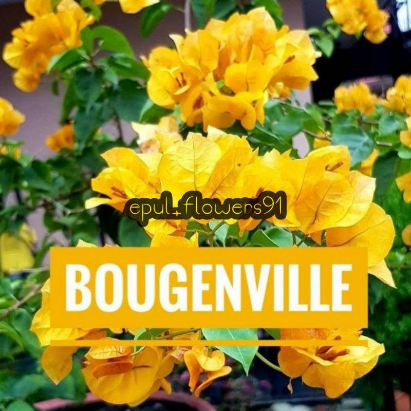 Tanaman hias bunga Bougenville kuning tumpuk/Bougainville Hawai