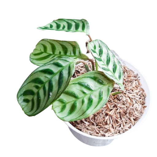 Tanaman Hias Calathea sepat-  jenis calathea sepat