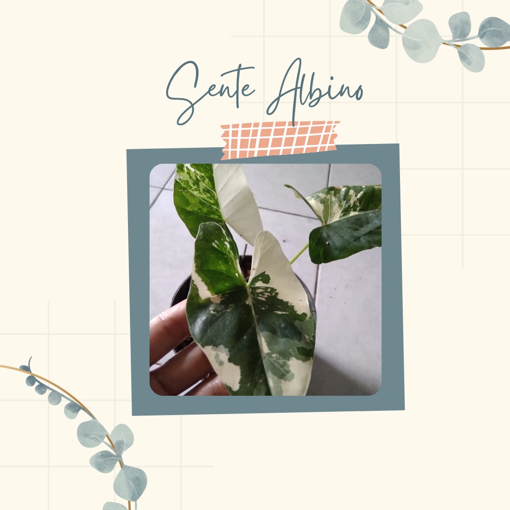 Tanaman Hias Alokasia Sante Albino Bibit Bunga Hias Alokasia Sente Putih Albino