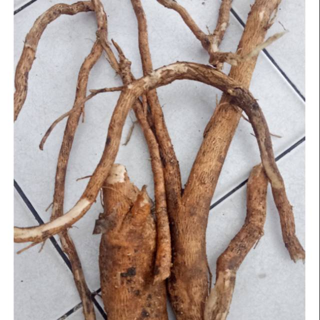 Akar pohon lamtoro atau petai cina 1 kg