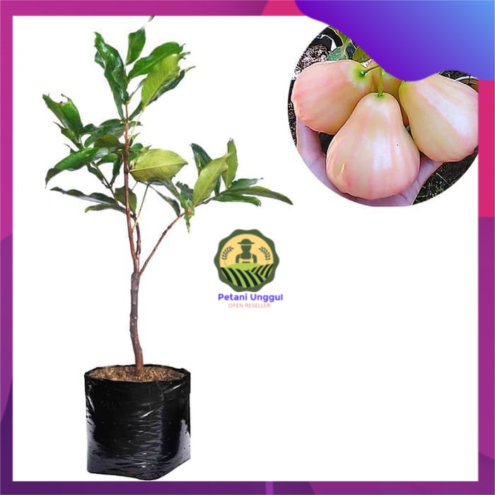 Bibit Jambu Air King Rose