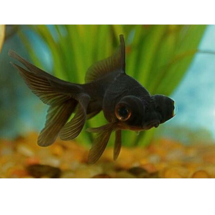 

BPK ikan mas koki black moor➪♒ (Diskon Promo)