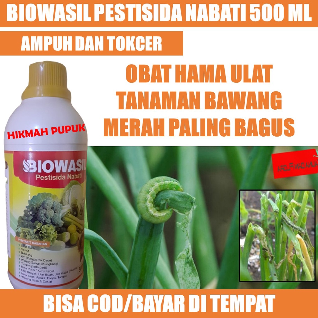 (BISA COD) BIOWASIL 500 ML OBAT PEMBASMI HAMA ULAT BAWANG MERAH, JAGUNG, PARE Obat Hama Ulat Sayuran Bawang Daun - Insektisida Ulat Pada Tanaman Bawang Merah - Pupuk Semprot Atasi Hama Ulat Daun Bawang Bagus - Pestisida Nabati Hama Ulat Bawang