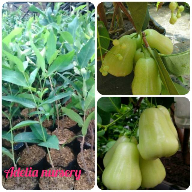 Bibit jambu air madu deli