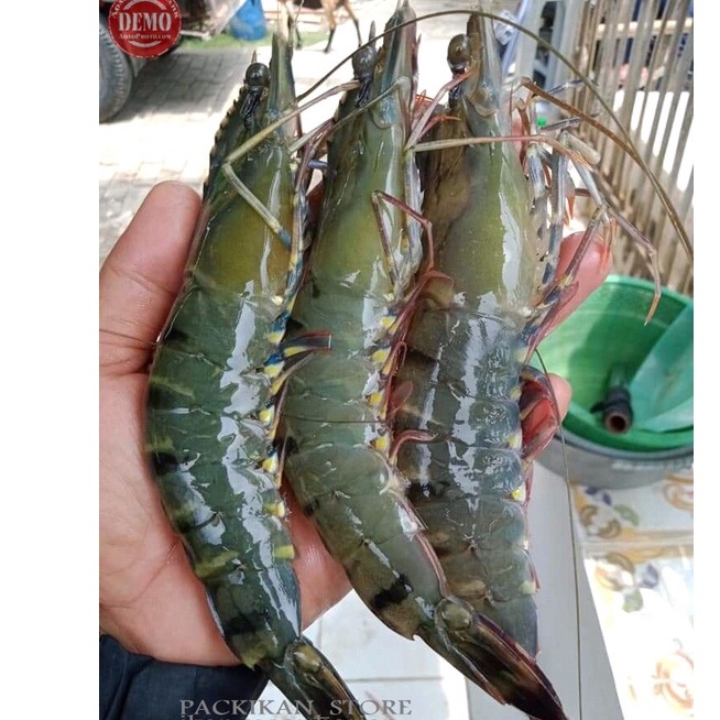 

Udang Segar Udang Jumbo Segar Windu Tiger Pancet