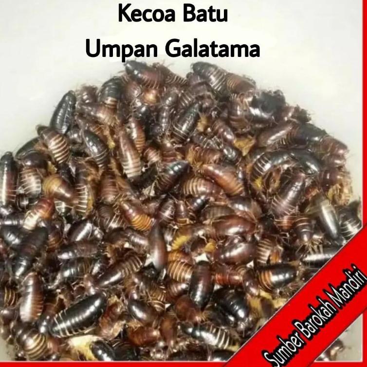 [KODE SNN0B] Ceremende / Ceremenje / Menje/ Kecoa Batu/ Tarlak/ Umpan Galatama Lele