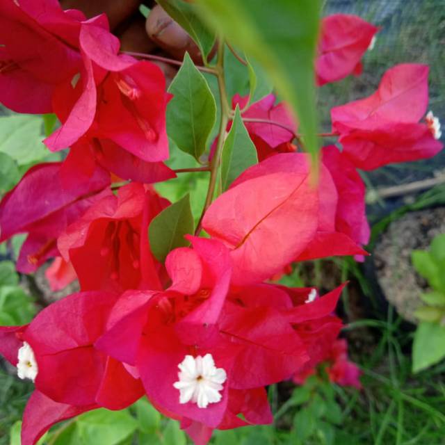 

Bougenville merah cabe (bibit sambung)