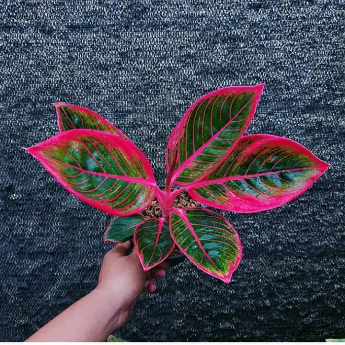 ready Tanaman aglaonema khanza