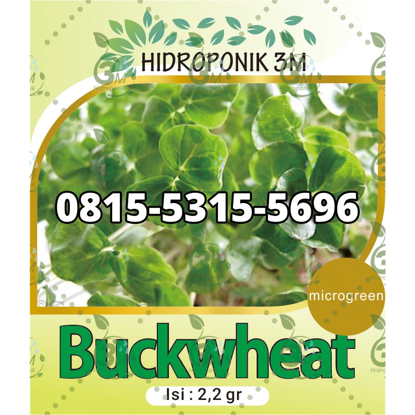 Benih Microgreen - Buckwheat - REPACK