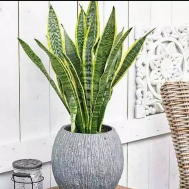 Tanaman lidah mertua - sansivera lidah mertua