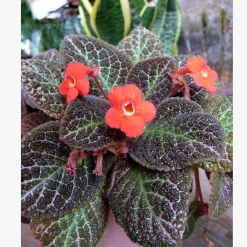 Bunga Epischia / bunga gantung episcia