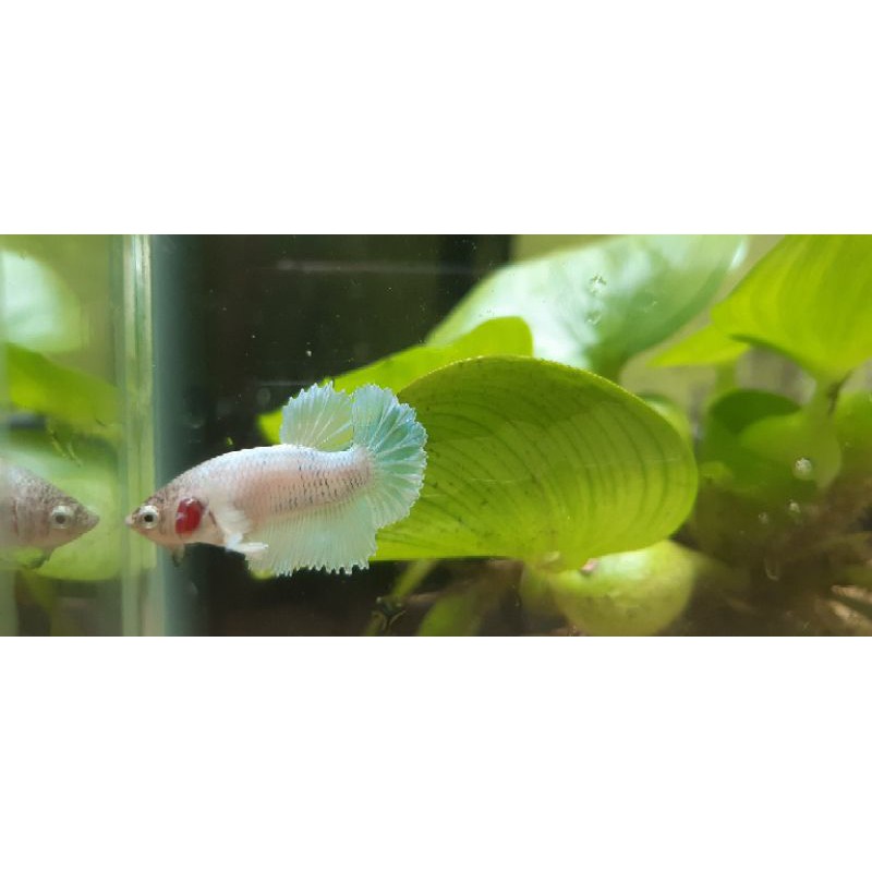 ikan cupang murah (PKDE)